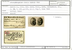 Karteikarte zum Holotyp von Ataxophragmium simile Karrer, 1868